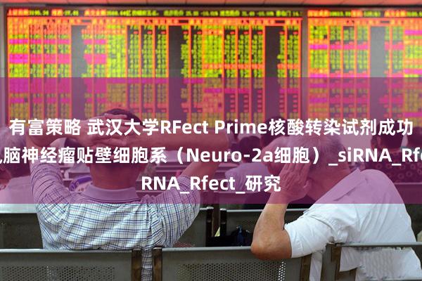 有富策略 武汉大学RFect Prime核酸转染试剂成功转染小鼠脑神经瘤贴壁细胞系（Neuro-2a细胞）_siRNA_Rfect_研究
